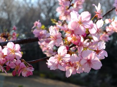 河津桜（茅ヶ崎公園）
