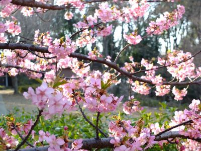 河津桜（茅ヶ崎公園）
