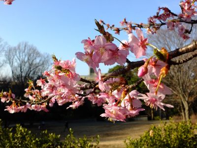 河津桜（茅ヶ崎公園）
