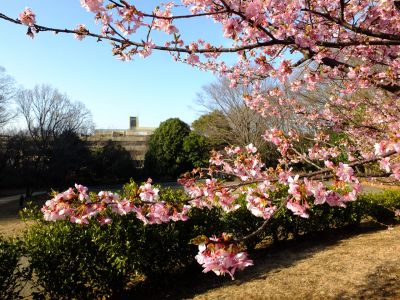 河津桜（茅ヶ崎公園）
