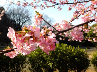 河津桜（茅ヶ崎公園）
