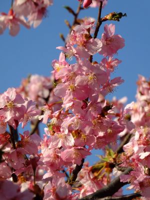 河津桜（茅ヶ崎公園）
