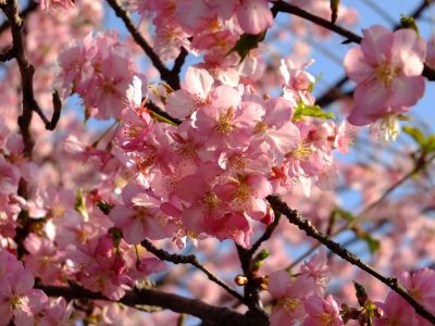 河津桜（茅ヶ崎公園）
