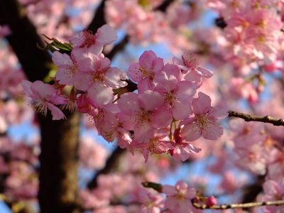 河津桜（茅ヶ崎公園）
