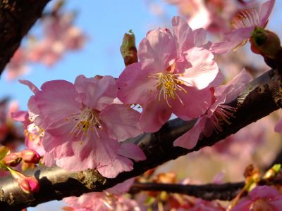河津桜（茅ヶ崎公園）
