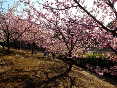 河津桜（茅ヶ崎公園）
