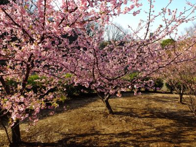 河津桜（茅ヶ崎公園）

