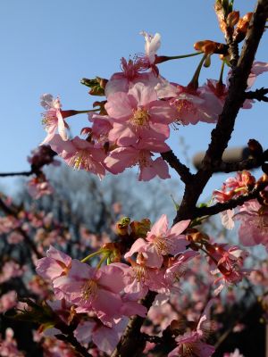 河津桜（茅ヶ崎公園）
