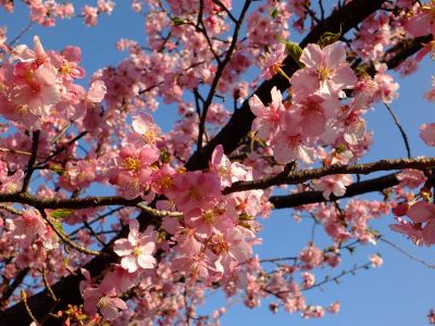 河津桜（茅ヶ崎公園）
