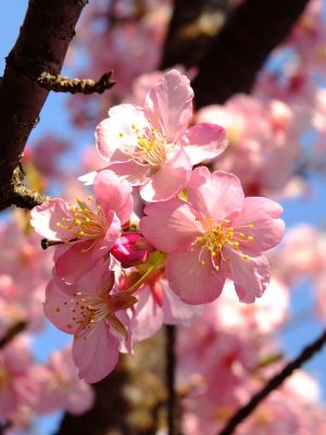 河津桜（茅ヶ崎公園）

