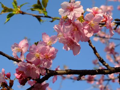 河津桜（茅ヶ崎公園）
