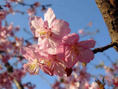 河津桜（茅ヶ崎公園）
