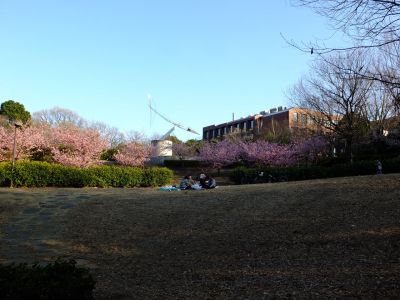 河津桜（茅ヶ崎公園）
