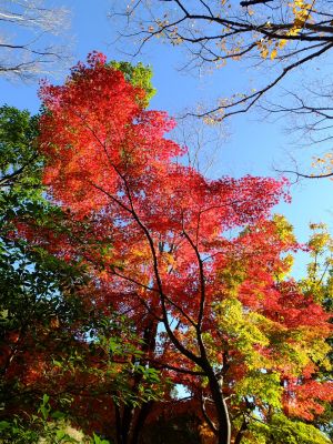 渋沢橋（ささぶねの道）
