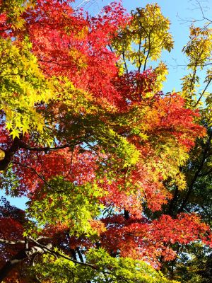 渋沢橋（ささぶねの道）
