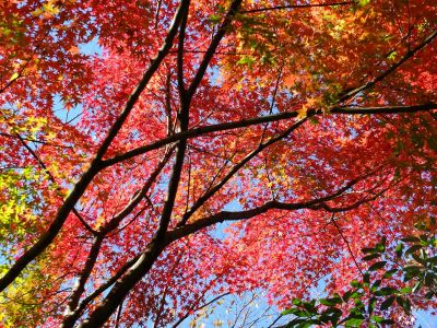渋沢橋（ささぶねの道）
