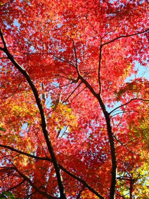 渋沢橋（ささぶねの道）

