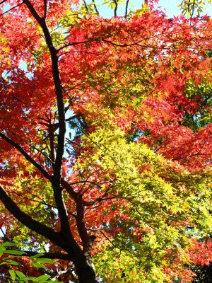 渋沢橋（ささぶねの道）
