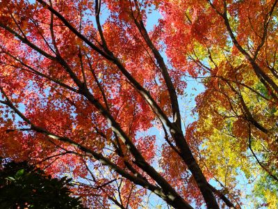 渋沢橋（ささぶねの道）
