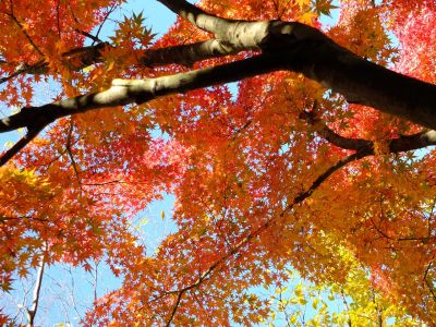 渋沢橋（ささぶねの道）
