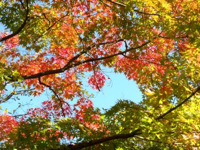 ささぶねの道（渋沢橋）
