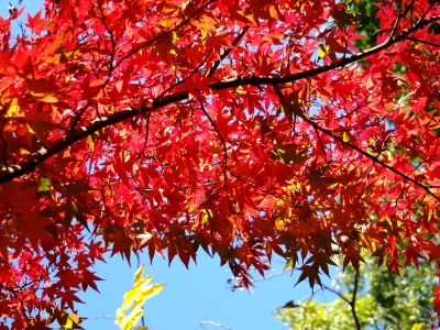 ささぶねの道（渋沢橋）
