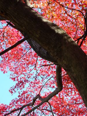 メゾン桜ヶ丘周辺
