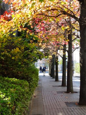 都筑ふれあいの丘駅前（紅葉葉ふう）アメリカフウ　　
