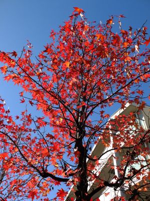都筑ふれあいの丘駅前（紅葉葉ふう）アメリカフウ　
