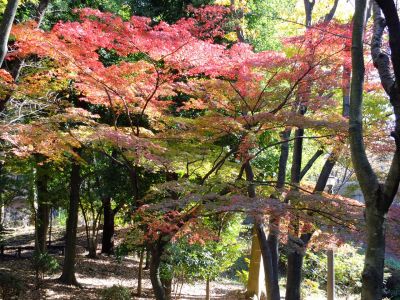 ささぶねの道（御影橋）

