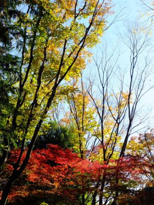 ささぶねの道（御影橋）
