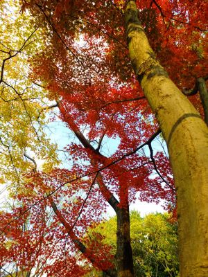 鴨池公園まんまる広場
