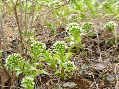 荏田南町（蕗の薹）
