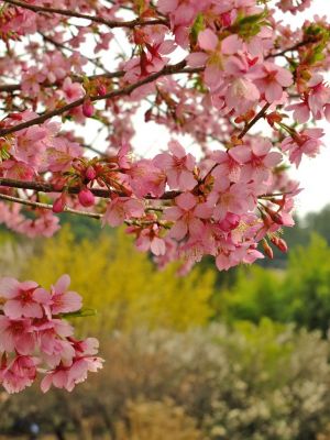 荏田南町（彼岸桜）
