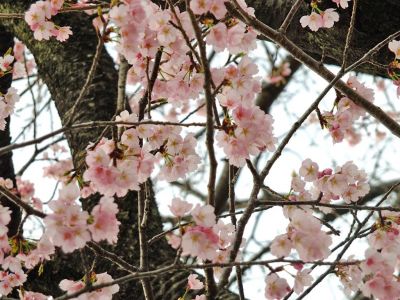 江田小学校の桜
