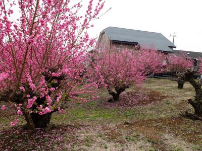 荏田南4丁目（桃の花）
