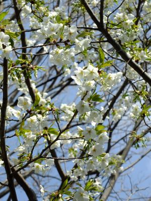 けやきが丘（大島桜）
