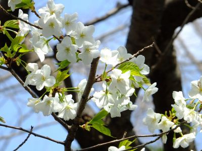 けやきが丘（大島桜）
