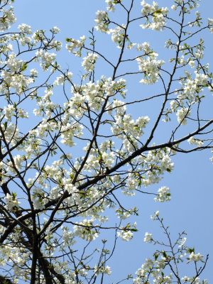 けやきが丘（大島桜）
