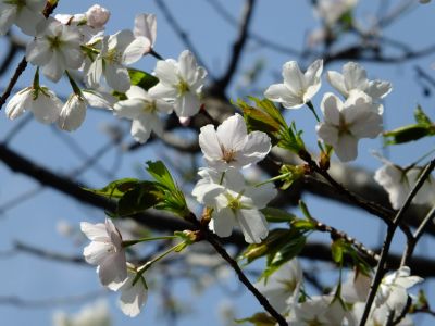 けやきが丘（大島桜）
