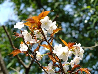 けやきが丘（山桜）
