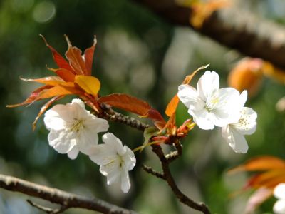 けやきが丘（山桜）
