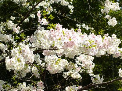 けやきが丘（大島桜）
