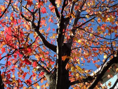 都筑ふれあいの丘（アメリカフウ）
