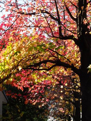 都筑ふれあいの丘（アメリカフウ）
