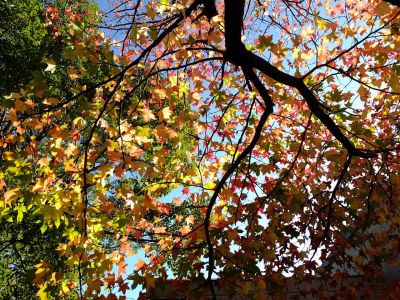 都筑ふれあいの丘（アメリカフウ）
