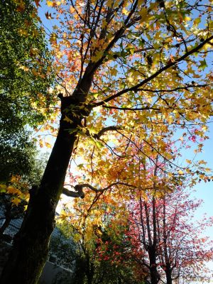 都筑ふれあいの丘（アメリカフウ）
