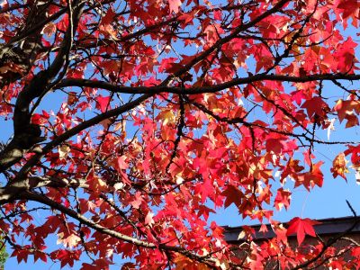 都筑ふれあいの丘（アメリカフウ）
