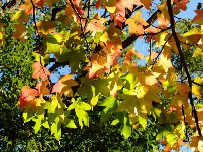 都筑ふれあいの丘（アメリカフウ）
