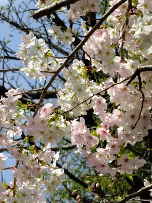 けやきが丘（大島桜）
